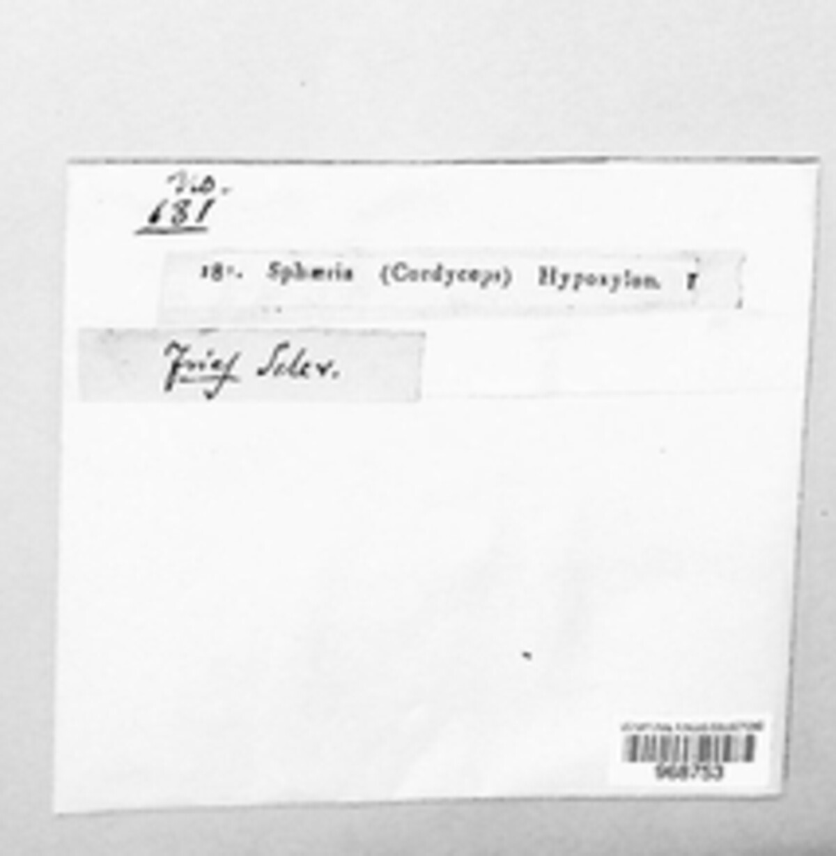 Xylaria hypoxylon image